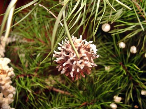 How to make Christmas ornaments out of sweet gum balls Sweet Gum Tree Crafts, Sweet Gum Tree, Making Christmas Ornaments, Make Christmas Ornaments, How To Make Snowflakes, Sweet Gum, Sycamore Tree, Dried Oranges, Christmas Tree Crafts