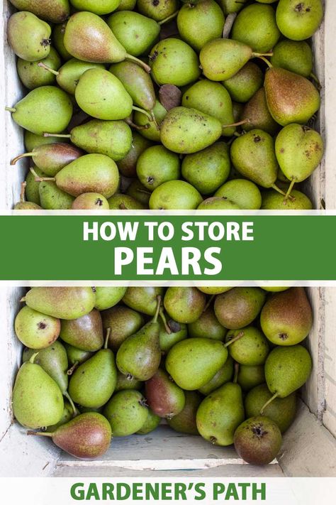 When To Pick Pears From Tree, What To Do With Pears From Tree, How To Preserve Fresh Pears, How To Freeze Fresh Pears, How To Preserve Pears, Ways To Preserve Pears, What To Do With Pears Recipes, What To Make With Fresh Pears, Things To Do With Fresh Pears