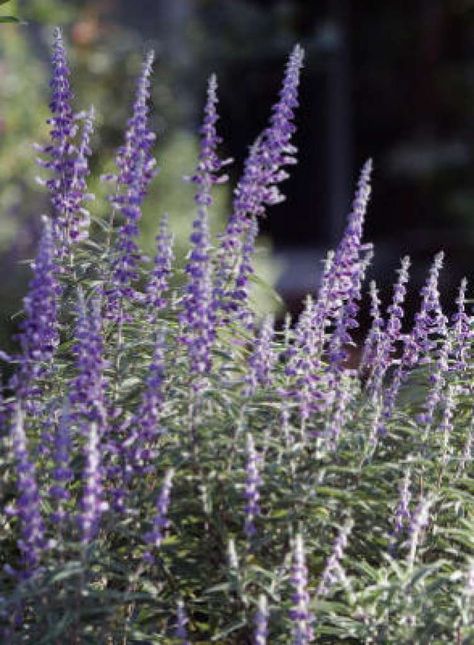 Mexican Bush Sage, Mexican Sage, Zone 9b, Sunflower Photo, Hot Pink Flowers, Light Pink Flowers, Drought Tolerant Plants, Unique Plants, Community Gardening