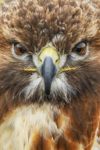 size: 12x8in Photographic Print: Red-tailed hawk, Florida by Adam Jones : Photographer Adam Jones creates breathtaking images of wildlife and scenery, replete with expressive lighting and strong designs that evoke compelling moods and spark inspiration. From Kentucky, Jones has been a photographer for 20 years, shooting internationally but specializing in photos of the Great Smoky Mountains. His work is featured annually in over 100 different calendars and his images have appeared in myriad publ Bird Photos Photography, Owl Pics, Adam Jones, Red Tailed Hawk, Outdoor Photographer, Owl Pictures, Most Beautiful Animals, Animal Antics, Cute Wild Animals