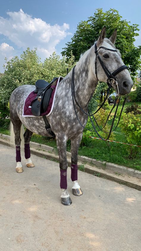 Horseback Riding Outfit, Aesthetic Equestrian, Riding Outfit Equestrian, Dapple Grey Horses, Grey Horses, Equestrian Outfit, Show Jumping Horses, Horse Riding Outfit, Pony Breeds