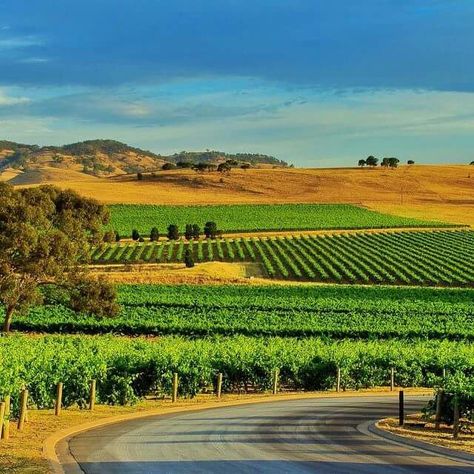 Barossa Valley, South Australia. To learn more about Adelaide | South Australia, click here: http://www.greatwinecapitals.com/capitals/adelaide-south-australia Barossa Valley, Kangaroo Island, Land Of Oz, Adelaide South Australia, Great Ocean Road, South Island, Wine Region, South Australia, Tasmania