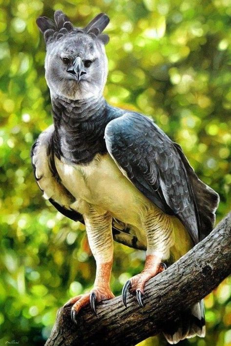 Harpy Eagle, Bird Facts, Amazing Animal Pictures, World Birds, Crazy Bird, Wildlife Animals, Birds Of Prey, Sweet Animals, Animal Planet