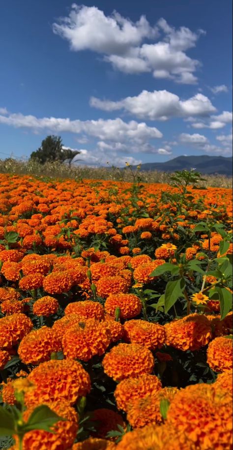 Mexican Background, Marigold Wallpaper, Background Tile, Marigold Flower, Nothing But Flowers, Mood Wallpaper, Pinturas Disney, Pretty Plants, Beautiful Flowers Pictures