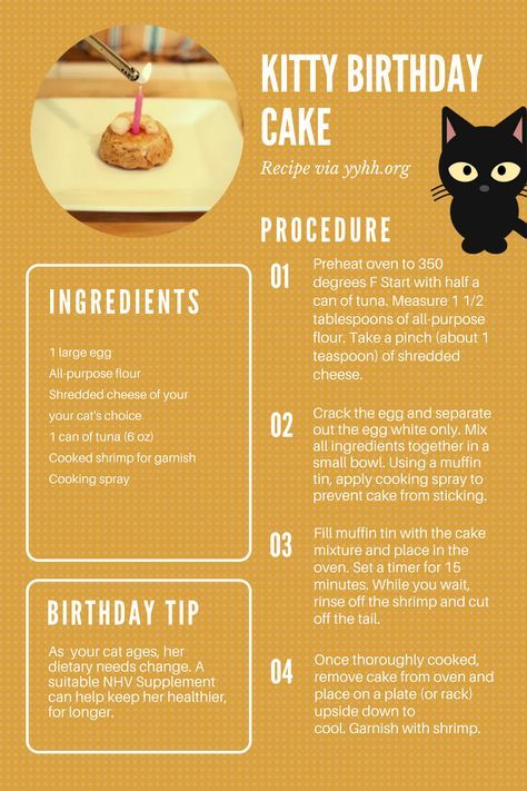 Kitty Birthday Cake, Katt Grejer, Birthday Cake For Cat, Kat Diy, Homemade Cat Food, Cat Ages, Homemade Cat, Healthy Cat, Cat Treat Recipes