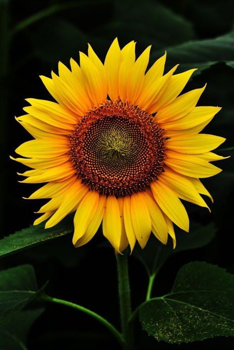 Pixel Wallpaper, Growing Sunflowers, Sunflower Photography, Flower Sunflower, Sunflowers And Daisies, Sunflower Pictures, Sunflower Garden, Sunflower Wallpaper, Background Aesthetic