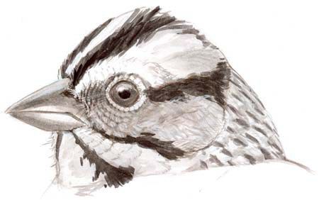 sparrow head patterns Bird Head Drawing, John Muir Laws, Drawing Birds, Bird Head, Painting Birds, Head Drawing, Nature Sketch, Sketch Journal, Drawing And Painting