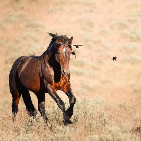 Featured: @s.phiferphotography  
•
Please send some love to today’s featured photographer.
Location: Stinkingwater HMA
•
Want to be featured?
Tag #wildhorsepc.
•
Admins: 
@jenbrittonphotography 
@sandysisti 
@pjkaszas
•
Wild Horse Photography Collective is dedicated to celebrating and advocating for mustangs and other wild horses through beautiful photography, as well as connecting wild horse photographers across the web and the world.
• 
As always the #magicofwild Mustang Horses Photography, Mustang Horses, Horses Photography, Wild Horses Photography, Horse Photographer, Mustang Horse, Wild Mustangs, Lots Of Cats, Wild Horse