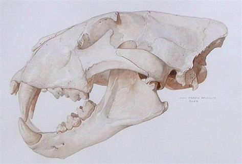 Animal Skull Side View, Wolf Skull Side View, Legate Lanius, Tiger Anatomy, Dnd Commission, Skull Side View, Animal Skull Drawing, Learning Anatomy, Lion Skull