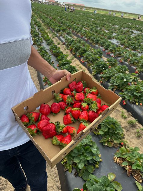 From @anamariavelez120 on Instagram; Southern Hill Farms, US, Florida Destin Florida, Family Farm, Florida