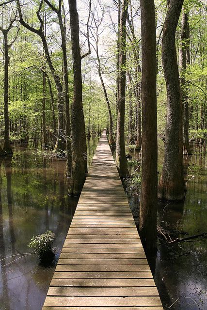 Boardwalk at Lake Chicot State Park | Flickr - Photo Sharing! - C.P. Hiking 101, Louisiana Photography, Louisiana Travel, Travel Pics, Location Photography, Alam Yang Indah, One Night, Nature Travel, Travel Ideas