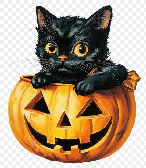 Black Cat Aesthetic, Carved Pumpkin, About Halloween, Halloween Black Cat, Halloween Cute, Halloween Vintage, Aesthetic Black, Halloween Black, Cat Aesthetic