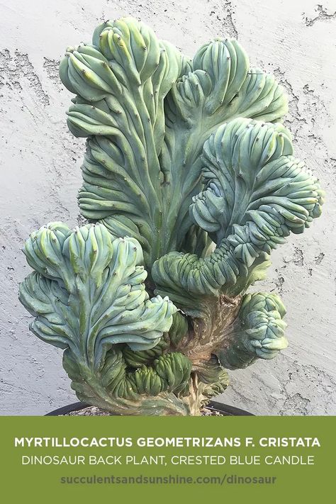 This blue-green crested candelabra succulent has thick, waxy branches. It can grow quite large, spreading out over a thick columnar trunk, stems cresting and creating waves as it grows. #dinosaurback #crestedbluecandle #Myrtillocactus Echeveria Afterglow, Myrtillocactus Geometrizans, Succulent Names, Kaktus Dan Sukulen, Plant Succulents, Flowering Succulents, Indoor Cactus, Succulent Garden Diy, Succulents Plants