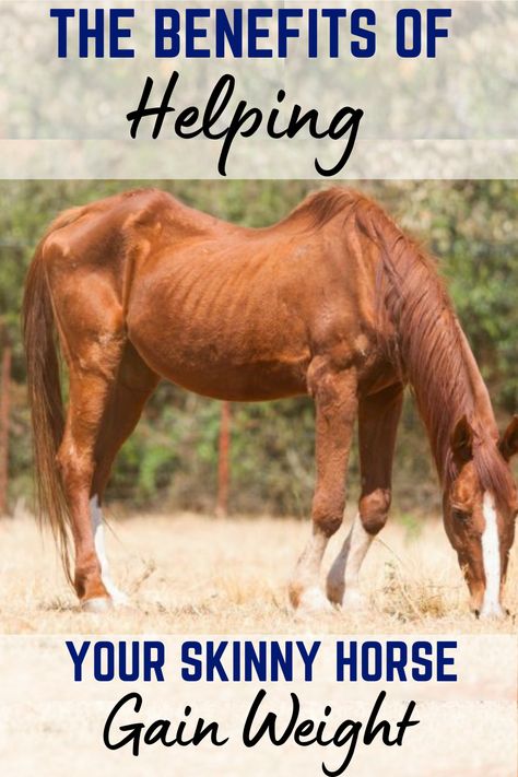 Helping your horse gain weight isn't only beneficial to your horse. Initially, it feels like something you should be doing without a second thought. Who knew there were lifelong lessons to be learned? The surprising benefits of helping your skinny horse gain weight can add much more value to your life than you think. How To Put Weight On A Horse, Horse Maintenance, Senior Horse Care, Horse Feeding, Horse Weight, 4 Horsemen, Horse Nutrition, Healthy Horses, Horse Magazine