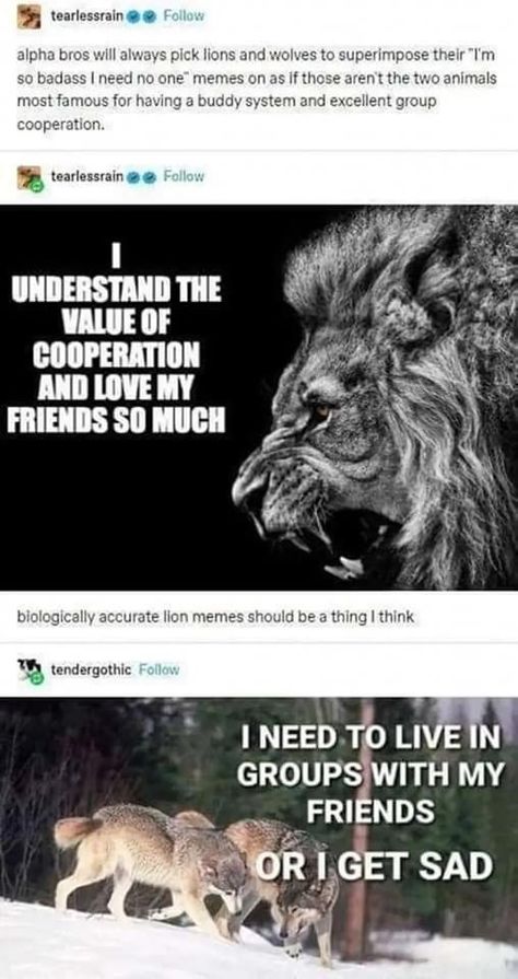 Lion Memes, Funny Tumblr, I Love My Friends, Zoology, Animal Memes, Tumblr Funny, Tumblr Posts, Funny Posts, Cat Memes