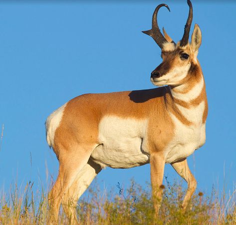 Antelope Animal, Pronghorn Antelope, North American Animals, Wild Kratts, American Animals, Wildlife Artwork, Wild Animals Pictures, Kingdom Animalia, Prehistoric Animals