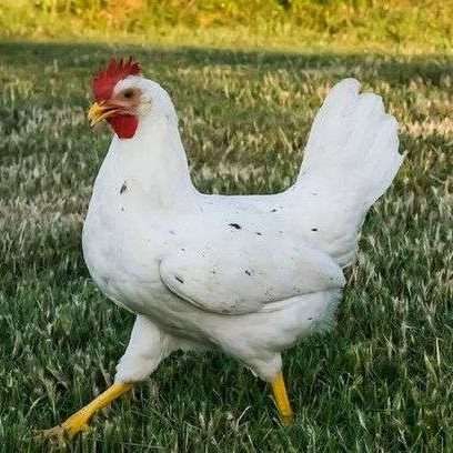 California White Chicken, California Chicken, Rhode Island Red, Chicken Life, Egg Production, Backyard Flocks, Brown Eggs, Egg Laying, Chicken Feed