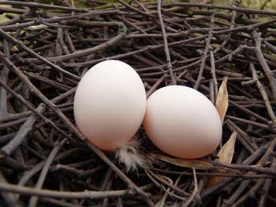 Wood pigeon eggs Pigeon Eggs, Birds Eggs, Wood Pigeon, Dove Pigeon, Egg Nest, Speckled Eggs, House Sparrow, British Birds, Bird Eggs