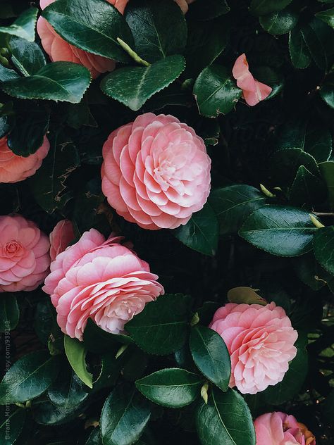 Processed with VSCOcam with a6 preset Camellia Wallpaper, Camellia Aesthetic, Camellia Flower Wallpaper, Camellia Flower Aesthetic Wallpaper, Camellia Flower Aesthetic, Flowers Camelia, Pink Camellia Aesthetic, Pink Camellia, Camellia Flower Illustration