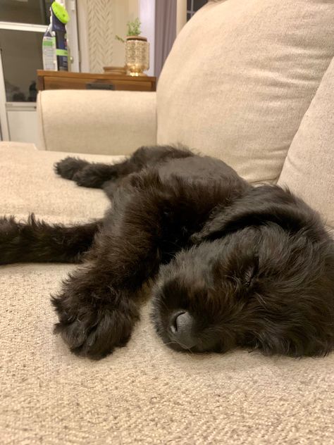 Sleeping labradoodle Black Dogs Aesthetic, Small Labradoodle, Labradoodle Black, Black Labradoodle, 2024 Goals, Polaroid Photo, Xmas List, Polaroid Photos, Cute Dogs And Puppies