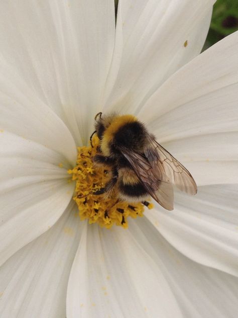 A thing of beauty 🐝 Bumblebee Aesthetic, Honey Bee Wallpaper, Bees Aesthetic, Bee Aesthetic, Bee Wallpaper, Regnul Animal, I Love Bees, Bee Day, Bees And Wasps