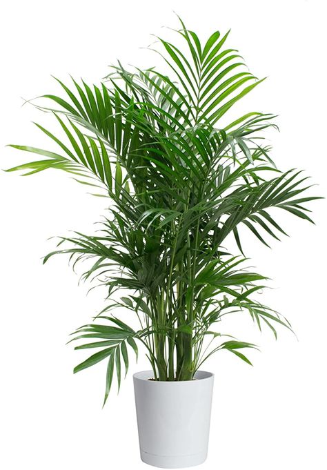 Cat Palm, Indoor Palm Trees, Tall Indoor Plants, Palm Tree Decorations, Plant Display Ideas, Indoor Palms, Potted Palms, Tanaman Indoor, Indoor Plant Wall