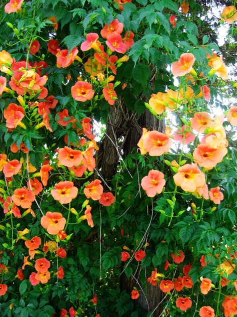 10 Climbing Vines That'll Beautify Your Garden - Design a Garden You Love Gnats In House Plants, Climbing Flowering Vines, Climbing Plants Trellis, Garden Design Ideas On A Budget, Vine Trellis, Flower Trellis, Climbing Flowers, Growing Vines, Trumpet Vine