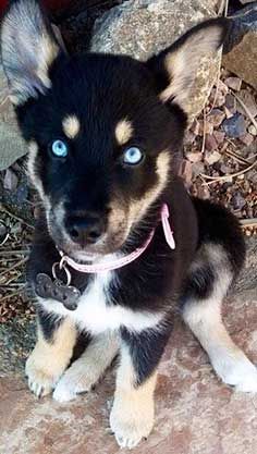 Rottsky Puppy Rottweiler Husky Mix, Kittens Pictures, Dog Exercise, Husky Mix, Rottweiler Puppies, Rottweiler Dog, Cat Pictures, Mixed Breed Dogs, Guard Dogs