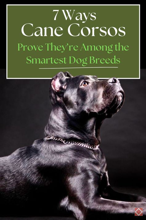 Cane Corsos are more than just powerful and imposing, they're also incredibly intelligent. With their keen awareness, exceptional learning abilities, and adaptability, these dogs are often ranked among the smartest breeds in the world. Let's explore seven fascinating ways that demonstrate their intelligence and why every dog owner should be proud to own one. Cane Corso Dog Breed, Cane Corsos, Smartest Dog Breeds, Social Intelligence, Types Of Intelligence, Cane Corso Dog, Corso Dog, Agility Training, Smart Dog