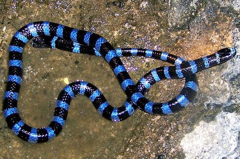 Sea Krait, Cool Snakes, Sea Snake, Coral Snake, Blue Lips, Snake Venom, All Ideas, Perfect Blue, Black Lips