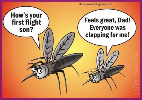 Mosquito Meme, Funny Mosquito, Control Quotes, Meme Comics, Social Media Business, Pest Control, Music Is Life, Feeling Great, Social Media Post