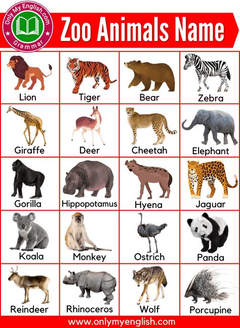 Animals Name With Picture, Animals Name List, Infant Learning, Zoo Photography, Animals List, Animals Name In English, Carnivorous Animals, Invitation Layout, Animal Printables