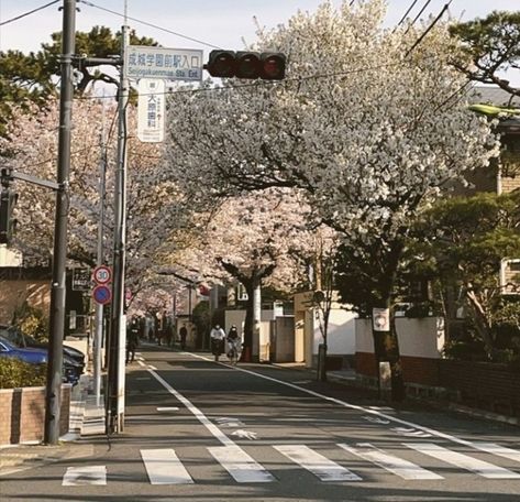 Japan Vintage Aesthetic, Downtown Japan, Japan Unfiltered, Town Bloxburg, Japan Core, Scenery Photos, Sakura Tree, Japan Aesthetic, Aesthetic Japan