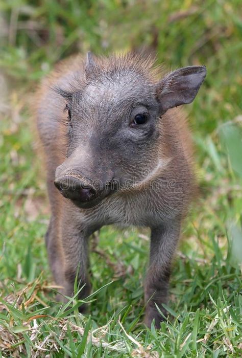 Photo about Very young cute warthog standing in the green grass. Image of game, baby, africa - 11811127 Cute Dogs Black, Puppies Illustration, Baby Warthog, Cubs Cake, Beagle Colors, Puppy Backgrounds, Coloring Crafts, Puppies Photography, Garden Rocks