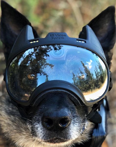 These camera-equipped dog goggles keep special-forces canines connected to their handlers | Popular Science Dog Armor, Dog Helmet, Dog Goggles, Laser Beam, Police K9, Military Dogs, Popular Science, Belgian Malinois, Dog Gear