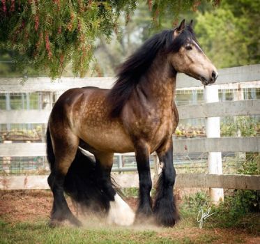 Artiro-gorgeous Arabian/Gypsy Vanner cross (64 pieces) Hufflepuff House, Most Beautiful Horses, Most Beautiful Animals, Majestic Horse, Beautiful Horse, All The Pretty Horses, Horse Crazy, Clydesdale, Draft Horses