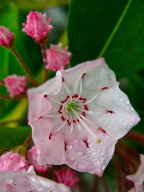 Kalmia Flower, Mountain Laurel Flower, Laurel Shrub, Laurel Flower, Entry Garden, Deadly Plants, Kalmia Latifolia, Iced Gems, State Flowers