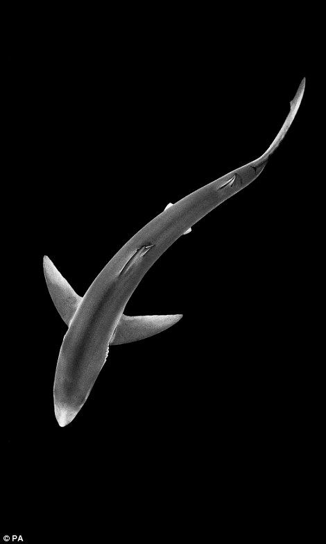 A blue shark from above, taken in Cornwall by Alexander Mustard, won the nature in black and white category Shark From Above, Fish From Above, Shark Space, Shark Art, Shark Tattoos, Life Aquatic, Blue Shark, British Wildlife, Photography Awards