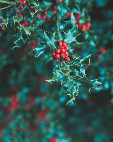 Holly Aesthetic, Winterberry Holly, Aesthetics Tumblr, Plant Medicine, Plant Help, Winter Plants, Winter Candle, Winter Love, Flower Essences