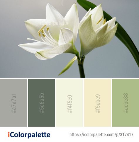 Color Palette Ideas from Flower White Plant Image Green Gold Cream Color Schemes, Olive Pallete, Amaryllis Belladonna, Bathroom Color Palette, Cream Color Scheme, Beige Color Palette, Color Palette Ideas, House Color Palettes, Orchid Color