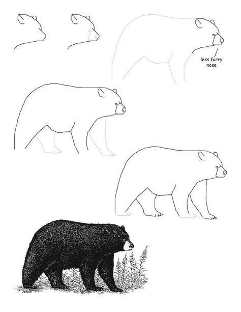 how to draw a realistic black bear Bear Paintings, Bear Drawing, Bear Art, Drawing Lessons, Realistic Drawings, Step By Step Drawing, Black Bear, Drawing Techniques, Learn To Draw