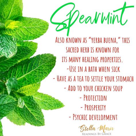 Spearmint Witchcraft, Spearmint Magical Properties, Herb Properties, Manifestation God, Psychic Magic, Medicinal Flowers, God Prayers, Strength Motivation, Herb Candles