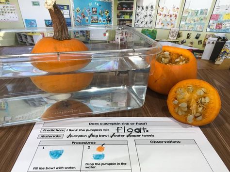 Pumpkin Science activities for preschool, kindergarten, and first grades from Simply Kinder. Kids will love Pumpkin Sink or Float, Erupting Pumpkins, and so much more! Pumpkin Sink Or Float Experiment, Pumpkin Sink Or Float, Science Activities For Preschool, Plant Pumpkins, Pumpkin Science Activities, Pumpkin Science, Sink Or Float, Planting Pumpkins, Pumpkin Printable