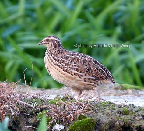 Quail Breeds, Japanese Quail, Quail Cage, Quail Bird, Quails, Reptiles, Taiwan, Cow, Birds