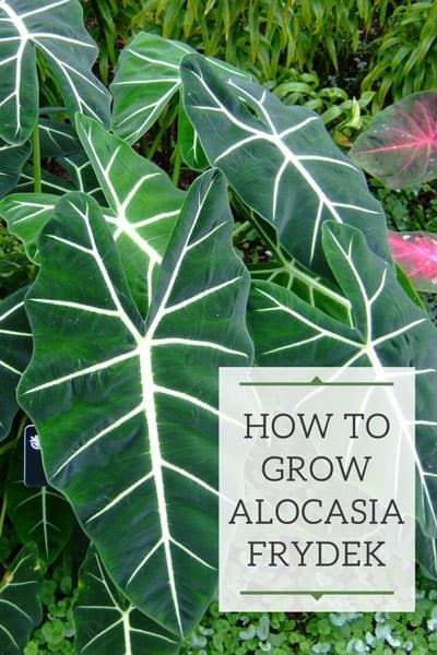 alocasia frydek Frydek Alocasia, Alocasia Reversa, How To Grow Alocasia Corm, Chinese Money Plant Care, Alocasia Ivory Coast, Alocasia Frydek Care, Big Leaf Plants, Alocasia Frydek, Tropical Garden Ideas