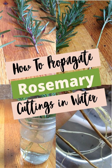 Rosemary Cuttings, How To Propagate Rosemary, Propagate Rosemary, Holistic Pregnancy, Growing Cilantro, Pregnancy Tea, Growing Rosemary, Essential Oils For Pregnancy, Rosemary Plant