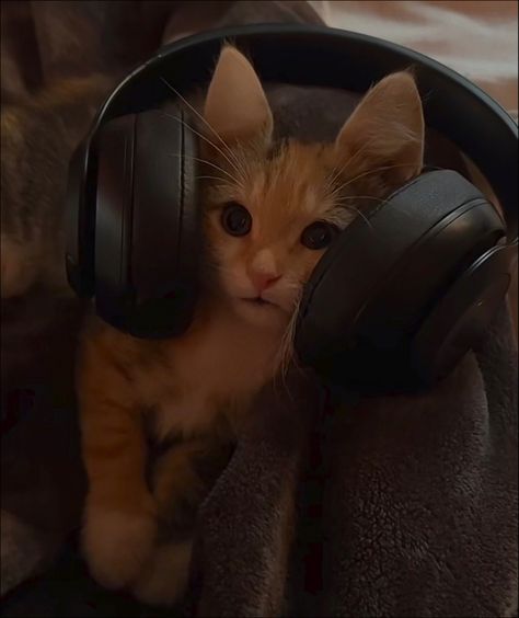 orange cat aesthetic 
headphones Cat With Headphones, Headphones Drawing, Headphones Aesthetic, Me And My Husband, Wearing Headphones, My Husband, Headphones