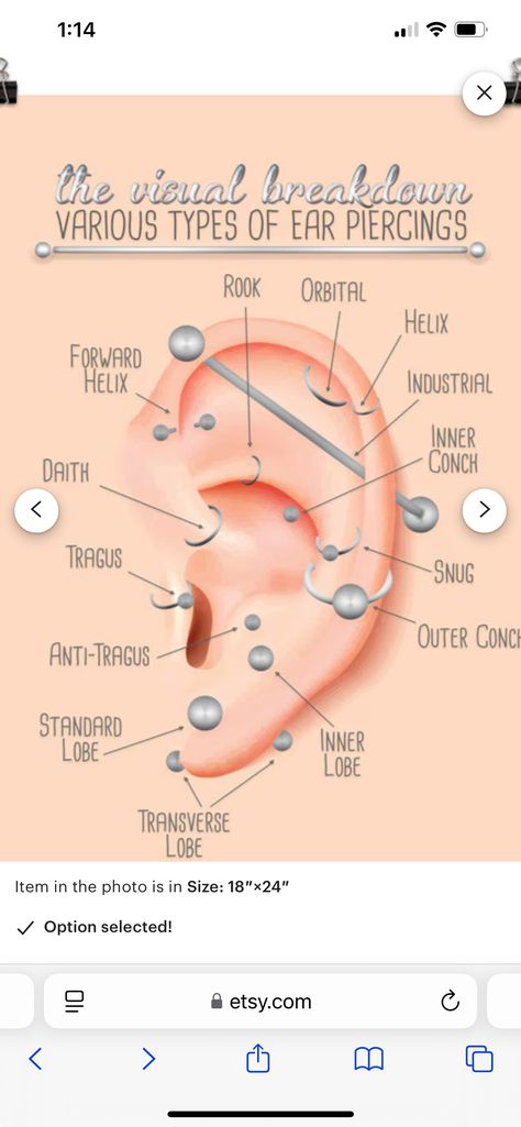 Blank Ear Diagram For Piercings, List Of Piercings, Different Piercings Names, Names Of Different Ear Piercings, Peircings Women Chart, Peircings Earring Ideas Names, Ear Piercing Ideas Chart Names, Types Of Ear Piercings Names, Piercing Oreille Nom