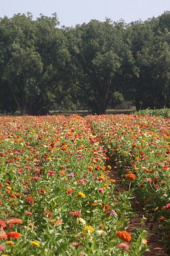 Zillions of Zinnias — James Farmer Mexican Zinnia, Zinnia Field, Zinnia Profusion, White Zinnia, James Farmer, Orange Farm, Zinnia Garden, Green House Design, Cut Flower Farm