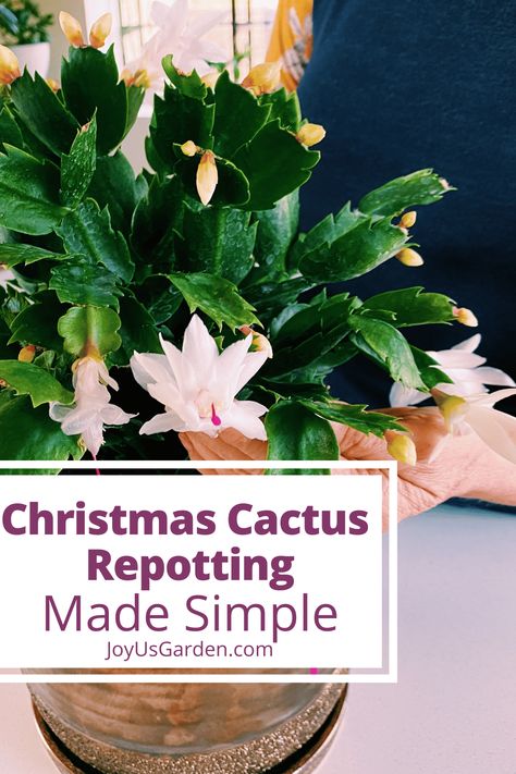 How To Transplant Christmas Cactus, Repotting Christmas Cactus, How To Repot A Cactus, Crab Cactus, Christmas Cactus Propagation, Cactus For Sale, Cactus Leaves, Christmas Cactus Care, Repotting Orchids